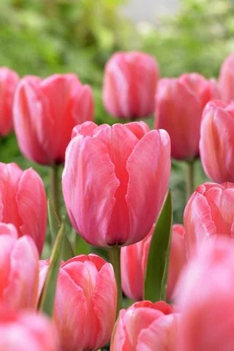 Queen of Night Black Tulip Bulbs (25 Pack) | Premium Dutch Flower